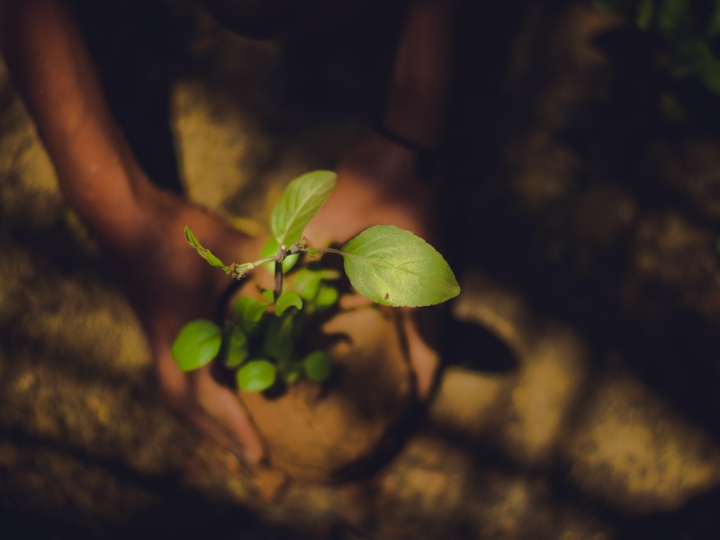 Bonn 2023: Planta