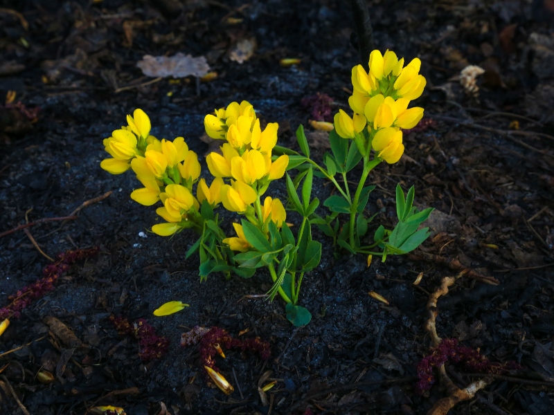 Adaptación: Flores creciendo entre las cenizas.