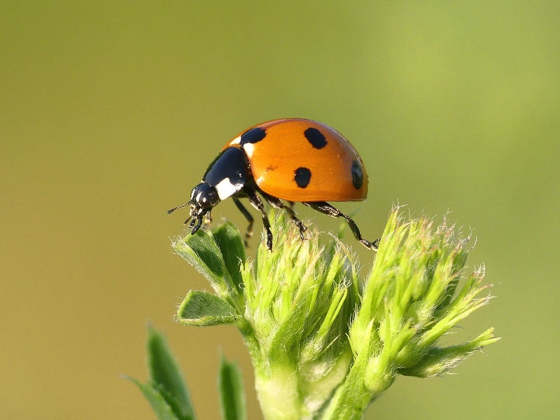 Adaptación: Insecto en planta.