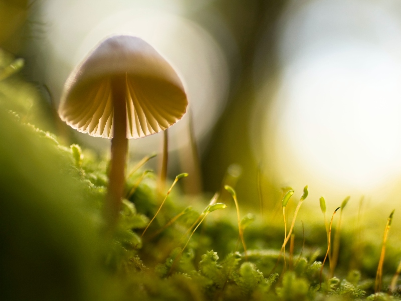 Adaptación: Hongo creciendo en el bosque.