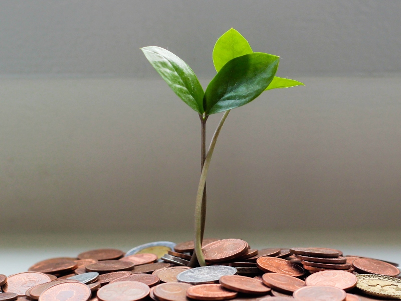 Planta creciendo entre monedas.