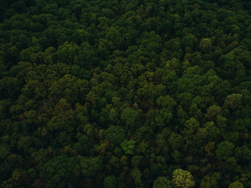 Artículo 6: Bosque