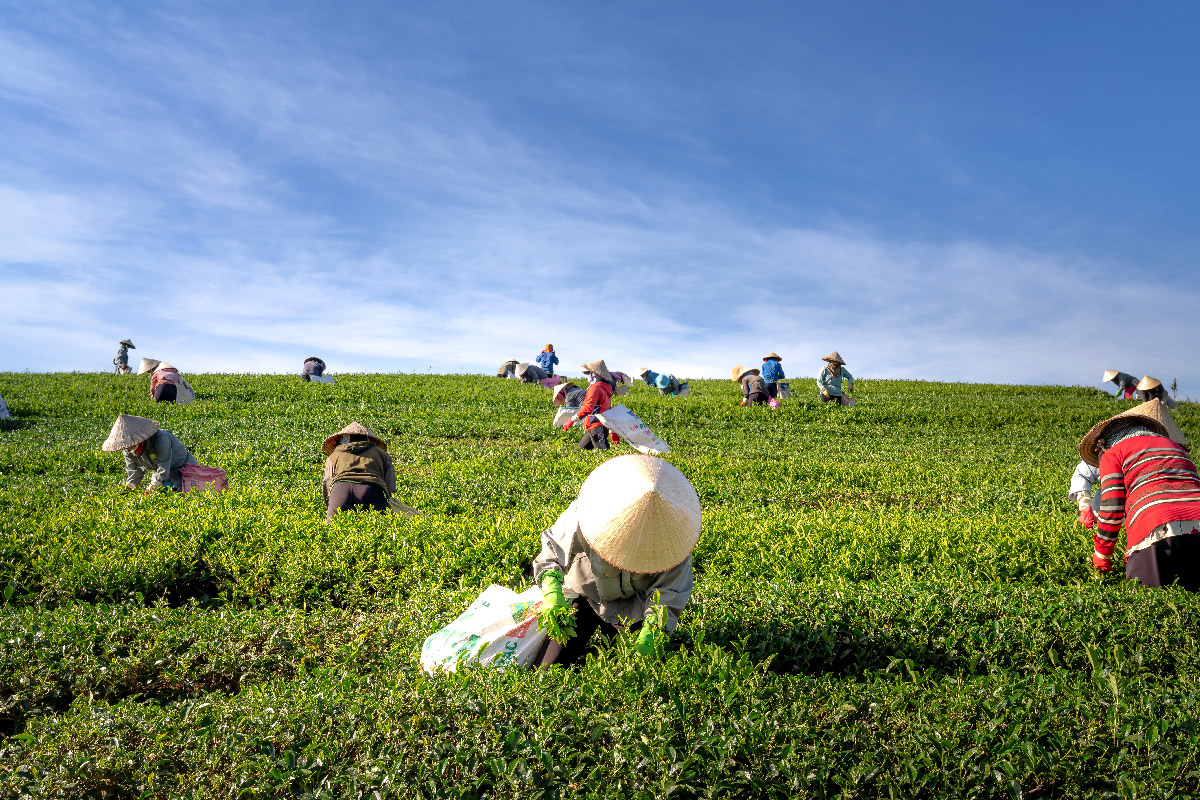 Agricultura_Carrusel